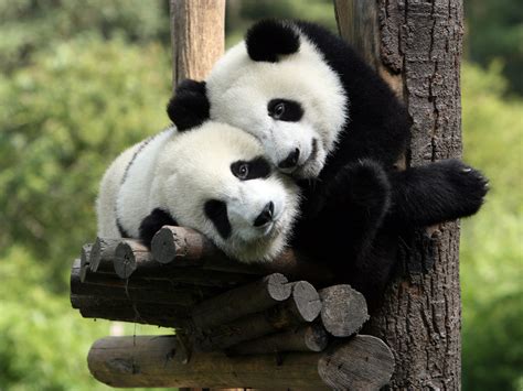 Beautiful Wallpapers: panda bear wallpaper