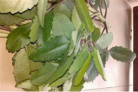 Health Benefits Of Miracle Leaf Bryophllum Pinnatum Thingscouplesdo