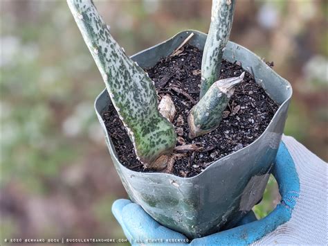 Combine equal parts peat moss and ground fir bark in a bucket to create a base potting mixture for. Succulents and More: Repotting in my favorite new soil blend