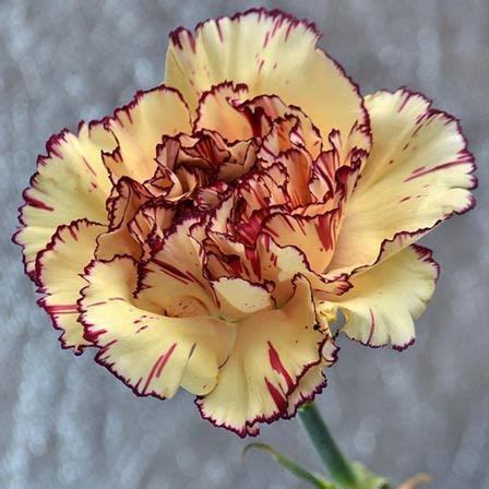 Самые новые твиты от fleur du monde (@fleurdumondept): 50 plus belles fleurs du monde