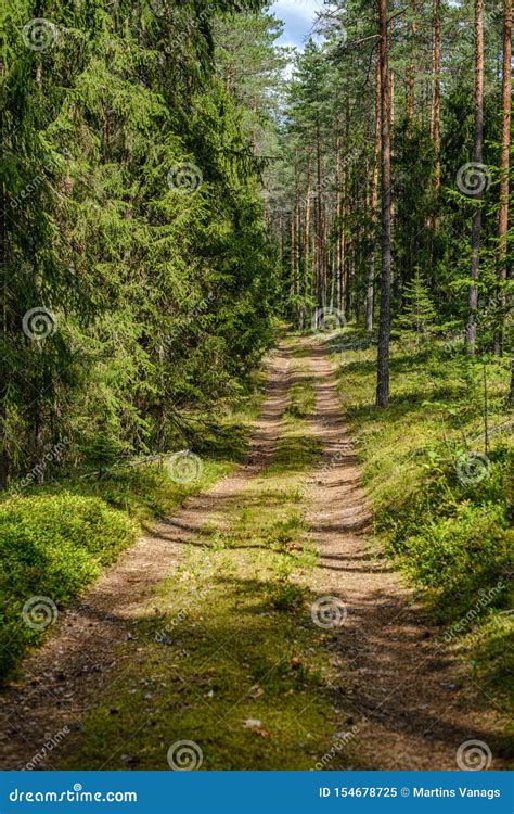 Pine Tree Forest With Tree Trunks And Gravel Road Stock Image Image