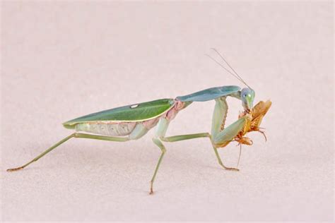 Giant Praying Mantis Appearance Behavior And Their Natural Habitat
