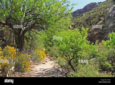 Hiking Trail In Bear Canyon In Sabino Canyon Recreation Area Park In
