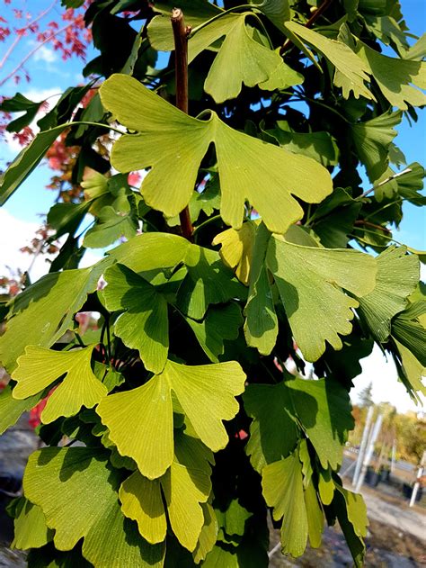 Ginkgo biloba is a large, deciduous tree that matures to 100' tall and is considered to be a living fossil. erable crimson sentry | Jardin Dion