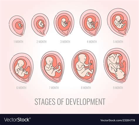 Human Fetus Inside The Womb Month Stage Of Embryo Development My Xxx