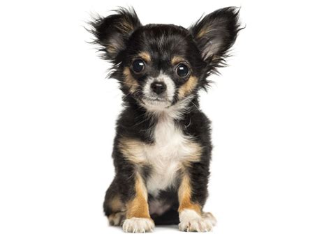 Long Haired Chihuahua Puppies Teacup Chihuahua For Sale Chihuahua