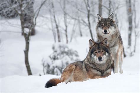 Wolves Wolf Husky Wolf Dog Wolf Spirit Spirit Animal Wolf Pictures