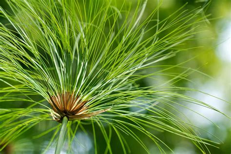 Jun 11, 2021 · wähle zu jeder stufe, die du anlegst, die passenden wasserpflanzen: Zyperngras (Cyperus) - pflanzen, pflegen und nutzen ...