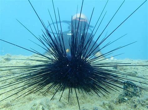 Sea Urchin Sting