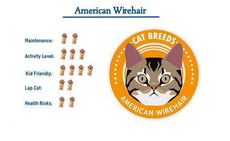 The american wirehair is a unique offshoot of the american shorthair. American Wirehair Cat Breed… Everything You Need to Know ...