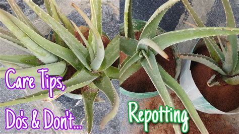 How To Repot Aloe Vera Plants Aloe Vera Plants Care Tips Do S And Don T Aloe Vera Repotting