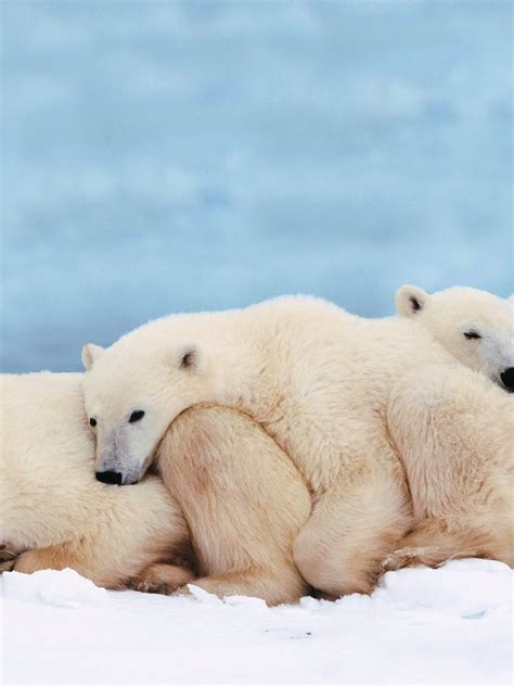 Cute Polar Bear Cub Hd Wallpaper For Desktop And Mobiles Retina Ipad