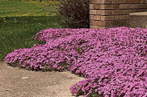 Top 10 Year Round Flowers And Perennial Plants Birds And Blooms