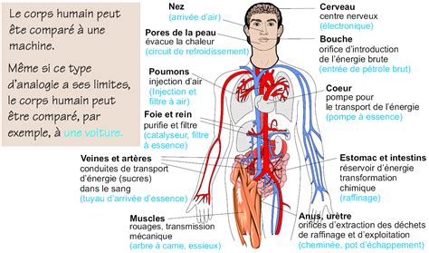 Anatomie Humaine Organes