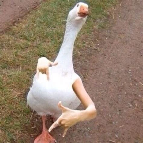 Swag Goose Not A Duck But Idc Tumblr Funny Funny Animal Memes
