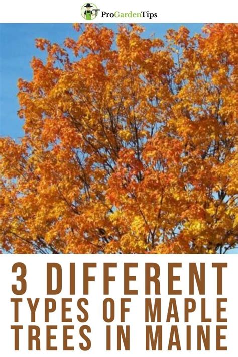 3 Different Types Of Maple Trees In Maine Progardentips Maple Tree