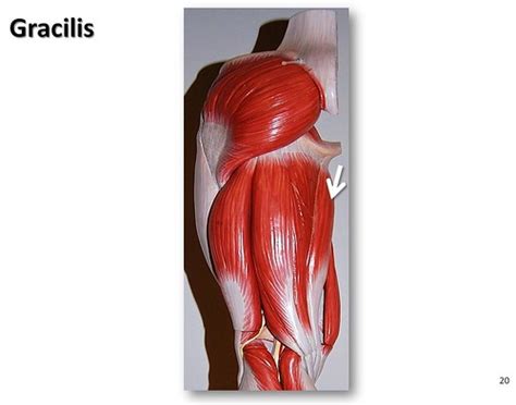 Gracilis - Muscles of the Lower Extremity Anatomy Visual A… | Flickr