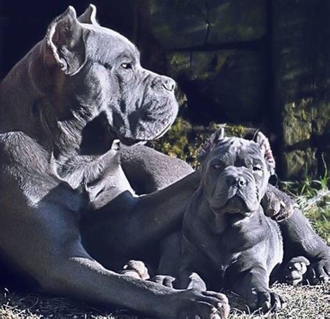 Quello che raccomando, se qualcuno ha la curiosita di provare, deve anzitutto trattarsi di un cane pulito e con tutti i vaccini fatti, e sotto controllo veterinario periodicamente. ragazza si fa scopare da cane