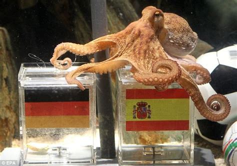 octopus who predicted fifa world cup results