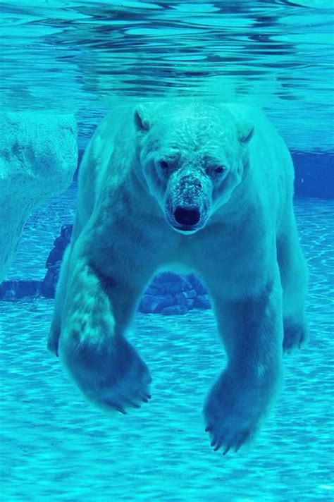 Polar Bear Under Water Polar Bear Wild Animals Photography Cute