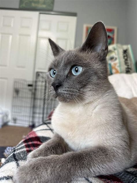 Cat For Adoption Lavender A Siamese In Newport Nc Petfinder