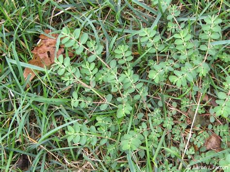 Purdue Turf Tips Weed Of The Month For August 2014 Is Prostrate Spurge
