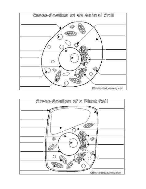 Students are given a copy of the brochure that needs to be completed. Animal And Plant Cell Coloring Worksheet Answers Key ...