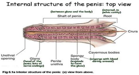 Download Free Medical Male Sexual Anatomy And Physiology Powerpoint