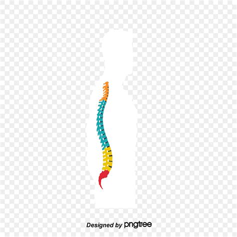 Classification Clipart Hd Png Spine Vector Classification Hd Vector