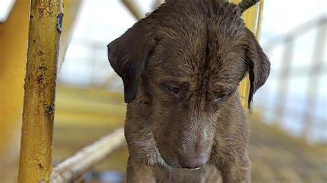 Dog Rescued While Swimming 135 Miles Off Thailand Shore Marketwatch