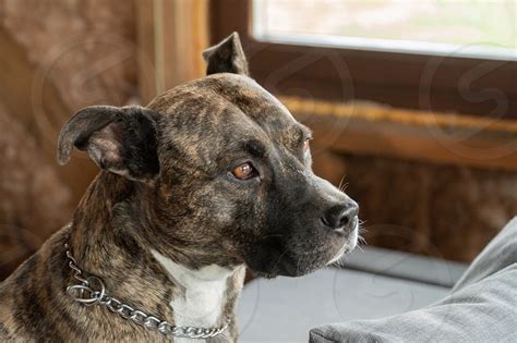 Amstaff Brindle Color Dog American Staffordshire Terrier By Anastasia