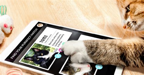 Pet Dating Apps How You And Your Pet Can Find Love At First Swipe