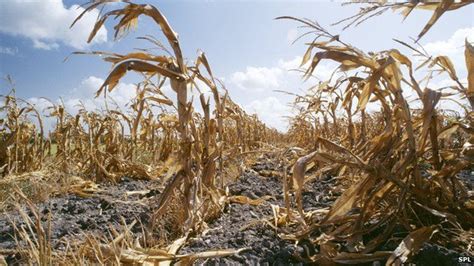 Global Warming Increases Food Shocks Threat Bbc News