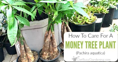 In this article, you'll learn everything you need to know about proper money plant care, and how to troubleshoot common problems. Money Plant Care Guide: How To Take Care Of A Money Tree Plant