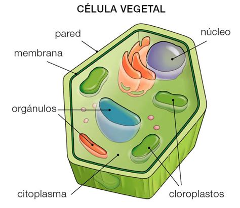 Partes De La Celula Vegetal Para Niños Compartir Celular
