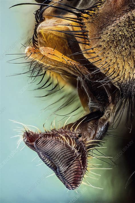 Fly Mouth Parts Stock Image C0357398 Science Photo Library