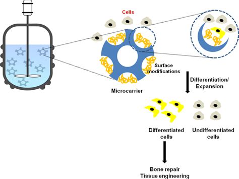 Representation Of Microcarrier Cell Culture Technologies Porous