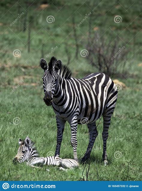 Mother Zebra And Her Summer Born Baby Stock Photo Image Of Mother