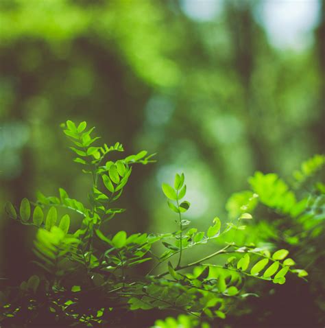 Kostenlose Foto Baum Natur Wald Gras Ast Sonnenlicht Blatt