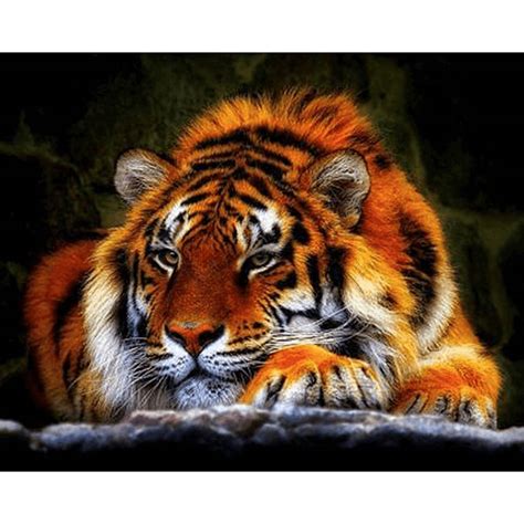 5d diamond painting kits at up to 50% off. Diamond Painting Pakket Liggende Tijger - Volledig - Full ...