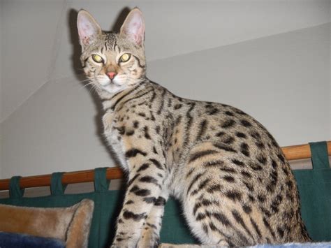 Subscribe to our rss feed. Savannah Cat Color Patterns - Select Exotics