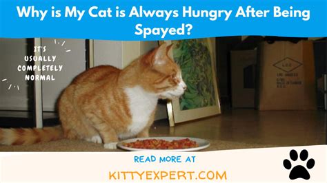 Why Is My Cat Is Always Hungry After Being Spayed The Kitty Expert