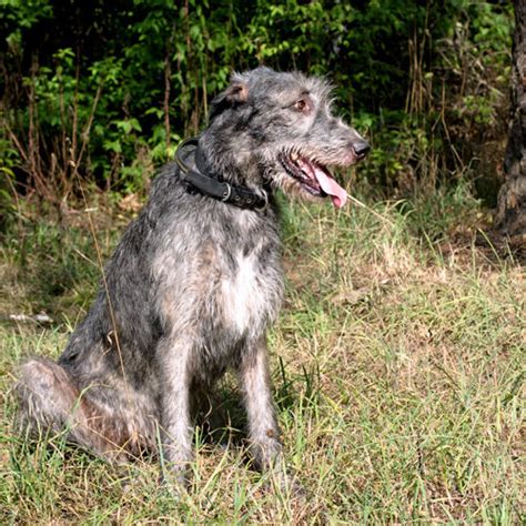 Irish Wolfhound Dog Breeds