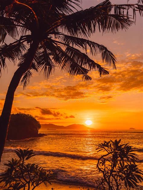 Coconut Palm And Sunrise At Tropical Beach Stock Photo Image Of