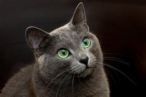 Russian Blue Cat Breed Profile Personality Care Pictures