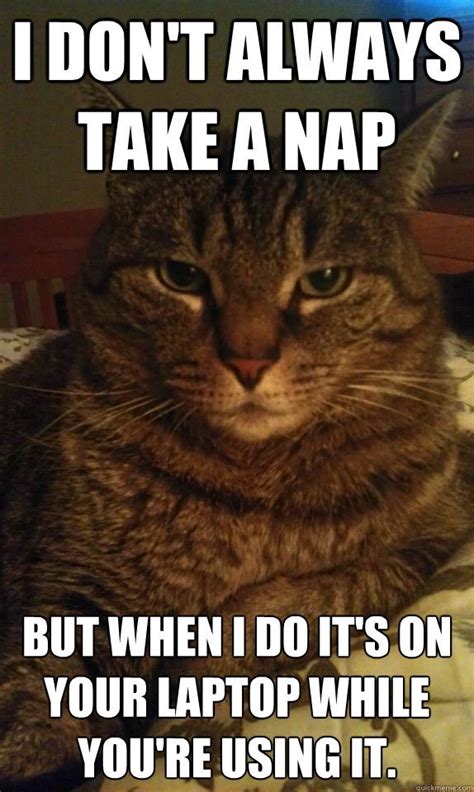 The internet loves cats whether they're grumpy, happy, sad, or just moments from creating mischief. Cat Memes - Clean Memes