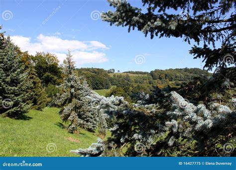 Landscape With Fir Trees Stock Image Image Of Spruce 16427775