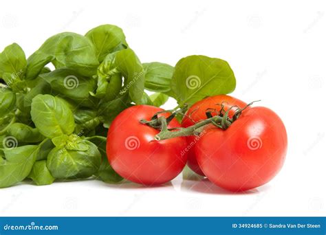 Fresh Tomatoes And Basil Stock Image Image Of Plant 34924685