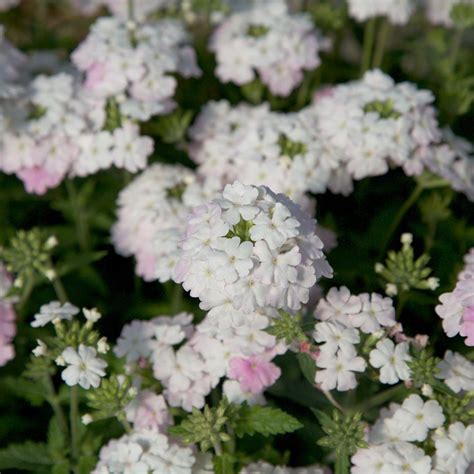 Southern Living Plant Collection 25 Qt Endurascape White Blush