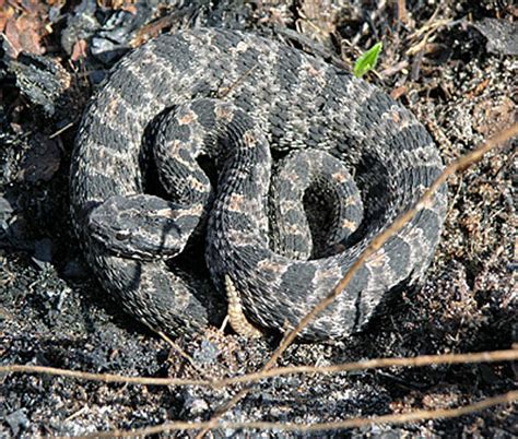 Floridas Venomous Snakes Ufifas Extension Levy County